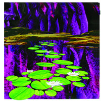 Lily Pads 